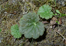 Image of Parry's jepsonia