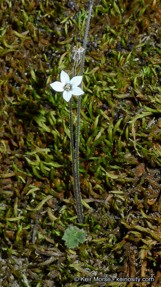 Image of Parry's jepsonia