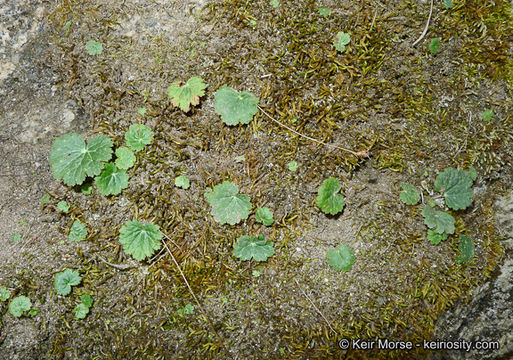 Plancia ëd Jepsonia parryi (Torr.) Small