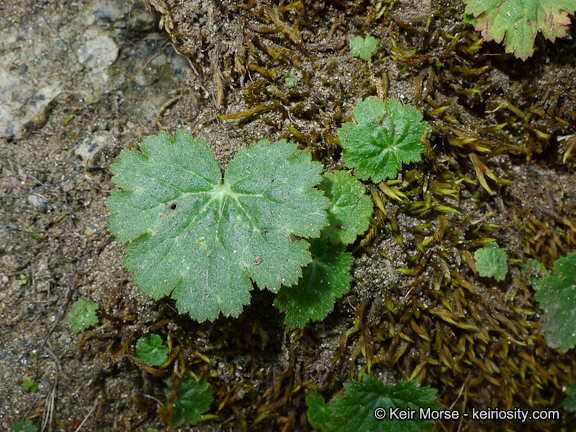 Image of Parry's jepsonia