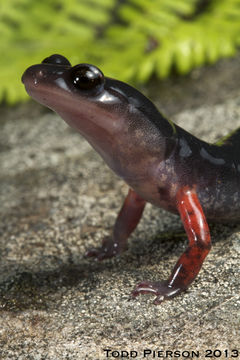 Image of Red-legged Salamander