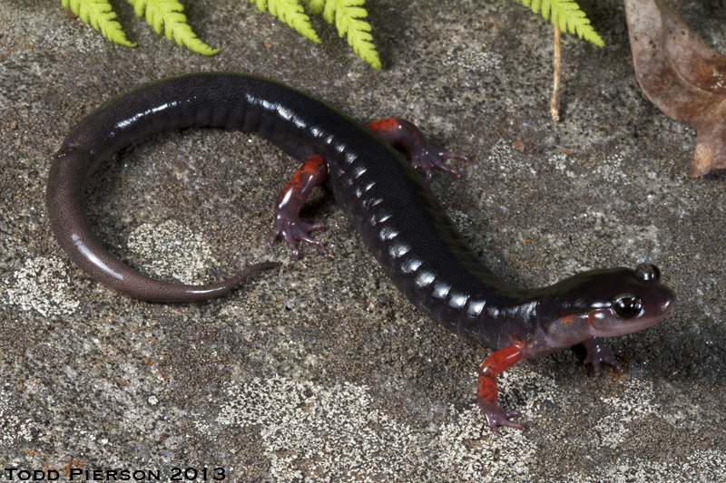 Plethodon shermani Stejneger 1906的圖片