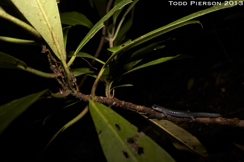 Plethodon shermani Stejneger 1906的圖片