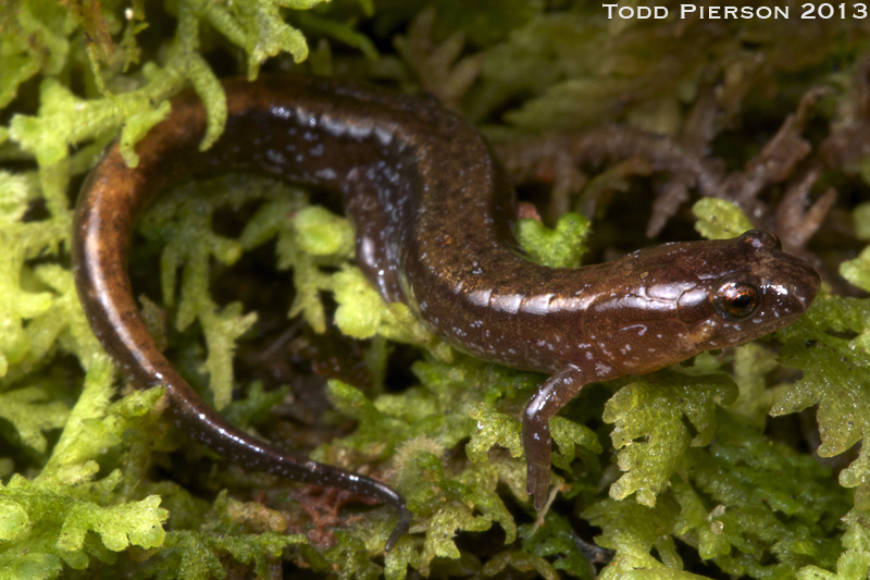 Image of Seepage Salamander