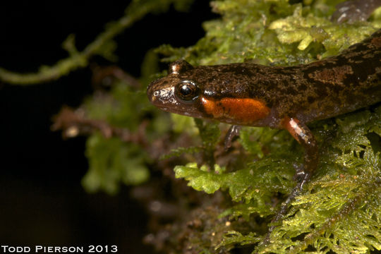 Image of Ocoee Dusky Salamander