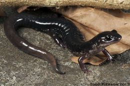 Image of Southern Appalachian Salamander