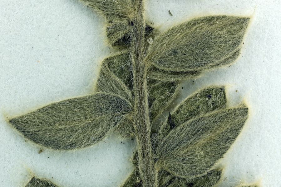 Image of Whorled Locoweed