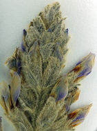 Image of Whorled Locoweed