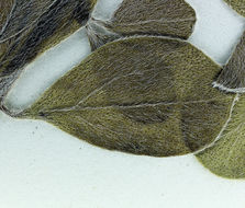 Image of <i>Pediomelum californicum</i>