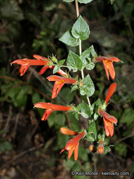 Image of heartleaf keckiella