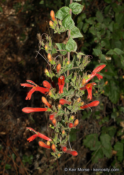 Image of heartleaf keckiella