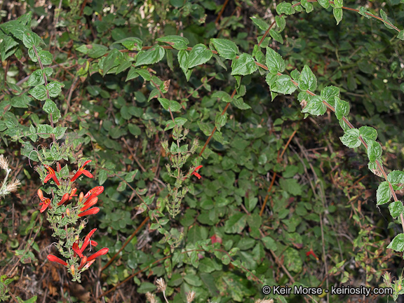 Image of heartleaf keckiella