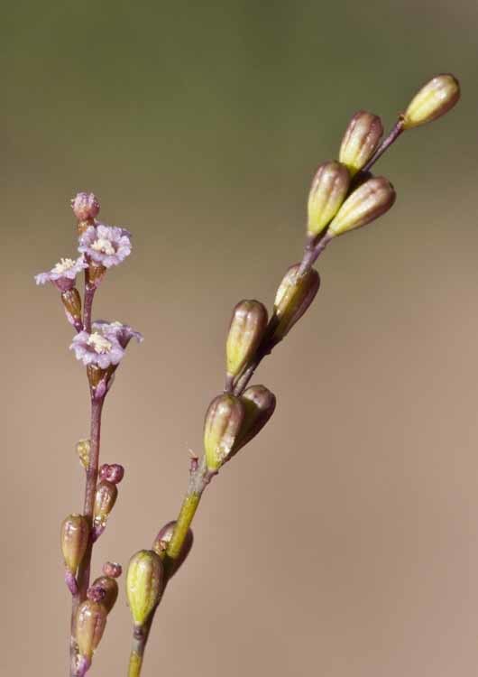 Imagem de Boerhavia coulteri var. palmeri (S. Wats.) Spellenberg