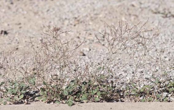 Imagem de Boerhavia coulteri var. palmeri (S. Wats.) Spellenberg