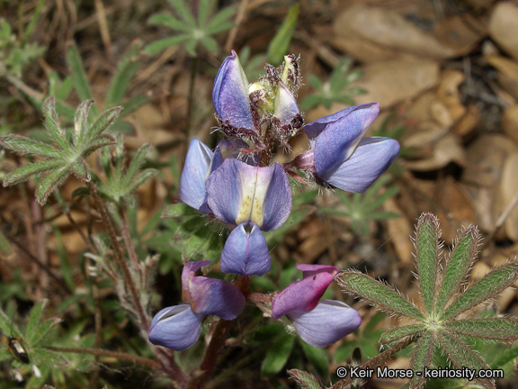 Image of Coulter's lupine
