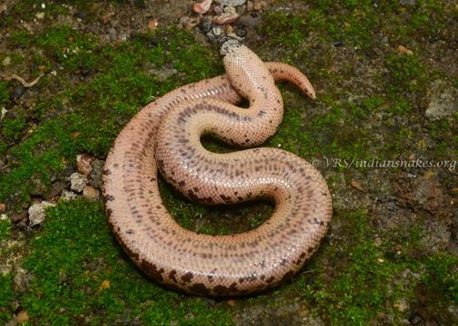 Image of Common Sand Boa