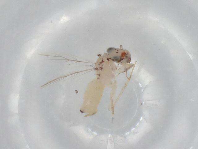 Image of Lepidopsocinae