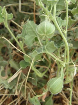 Image de Aristolochia wrightii Seem.