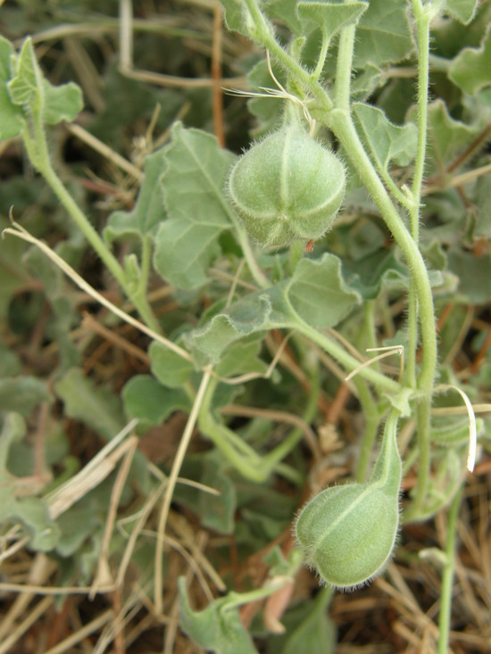 Image of Wright's dutchman's pipe