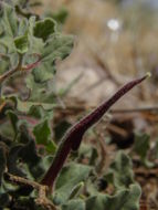 Image de Aristolochia wrightii Seem.