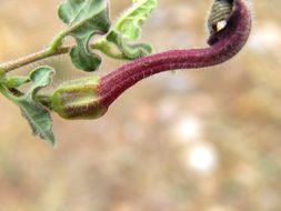 Image de Aristolochia wrightii Seem.