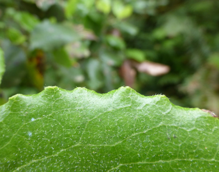 Image de Garrya elliptica Douglas ex Lindl.