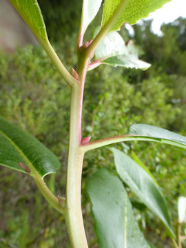 Image of Pacific madrone