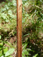 Image of Pacific madrone