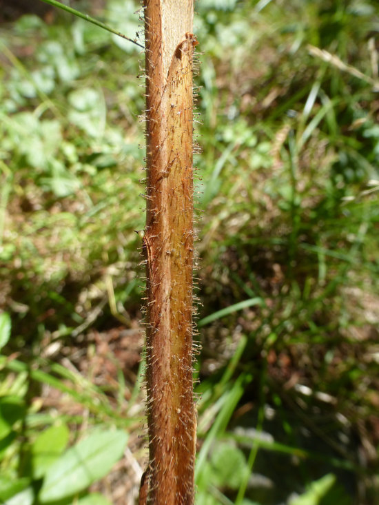 Image of Pacific madrone