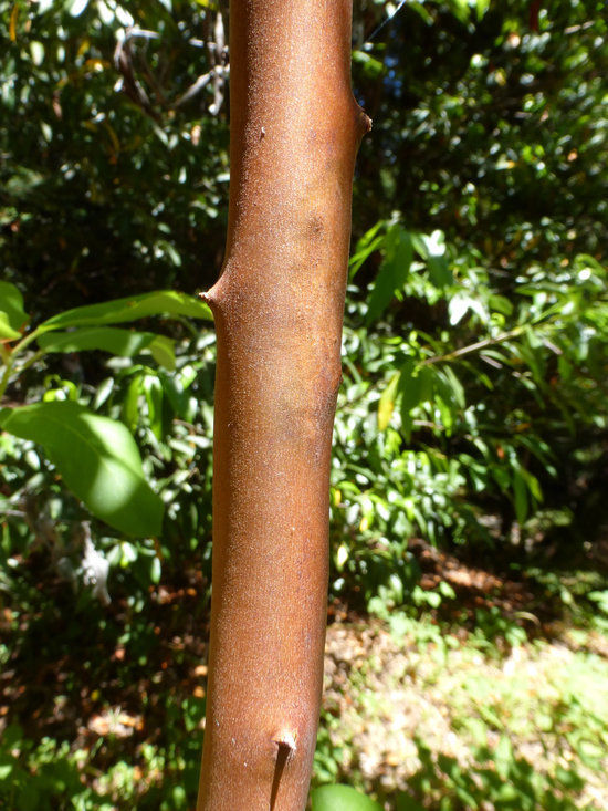 Image of Pacific madrone