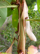 Image of Pacific madrone