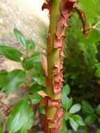 Image of Pacific madrone