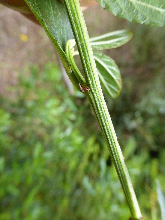 Image of <i>Ceanothus <i>thyrsiflorus</i></i> var. thyrsiflorus