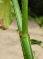 Image of <i>Ceanothus <i>thyrsiflorus</i></i> var. thyrsiflorus