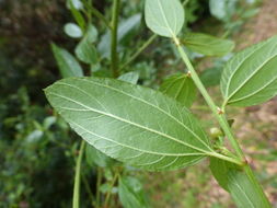 Image of <i>Ceanothus <i>thyrsiflorus</i></i> var. thyrsiflorus