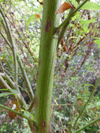 Image of <i>Ceanothus <i>thyrsiflorus</i></i> var. thyrsiflorus