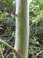 Image of <i>Ceanothus <i>thyrsiflorus</i></i> var. thyrsiflorus