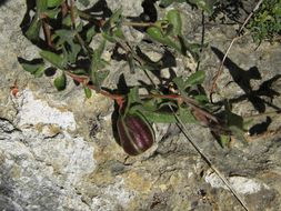 Image de Aristolochia coryi I. M. Johnston