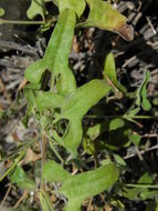 Image of Cory's dutchman's pipe