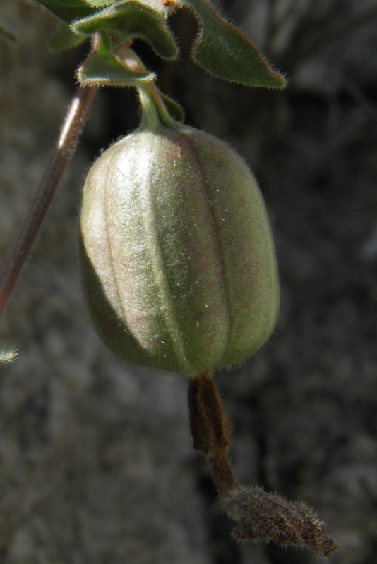 Image of Cory's dutchman's pipe