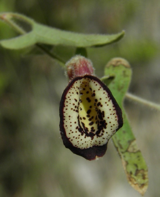 Image de Aristolochia coryi I. M. Johnston