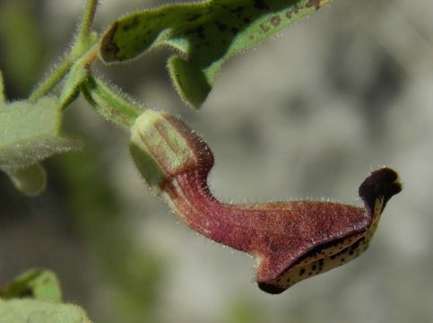 Image de Aristolochia coryi I. M. Johnston