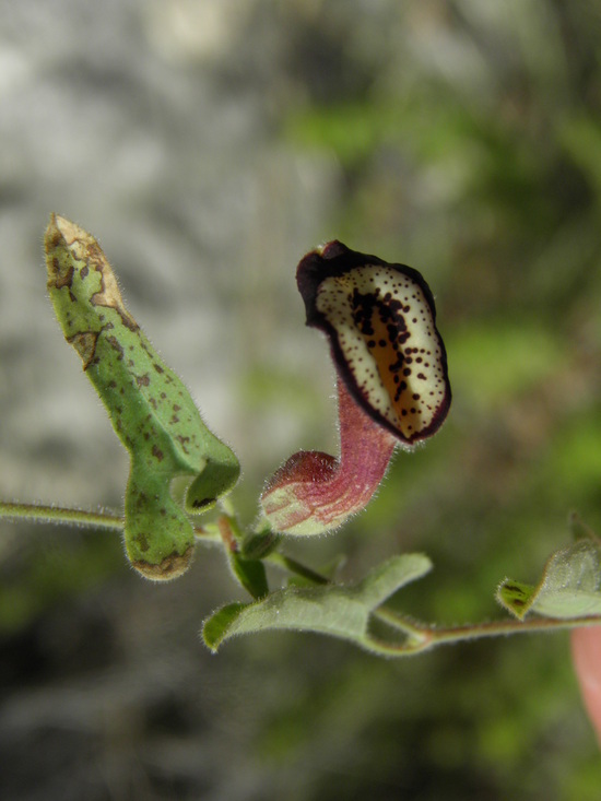 Image de Aristolochia coryi I. M. Johnston