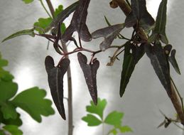 Image de Aristolochia watsonii Wooton & Standley