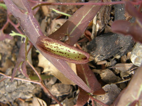 Image de Aristolochia watsonii Wooton & Standley