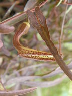 Image de Aristolochia watsonii Wooton & Standley