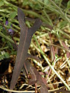 Image de Aristolochia watsonii Wooton & Standley