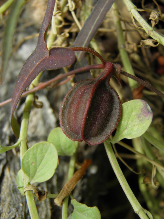 Image de Aristolochia watsonii Wooton & Standley