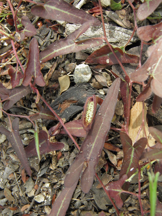 Image de Aristolochia watsonii Wooton & Standley