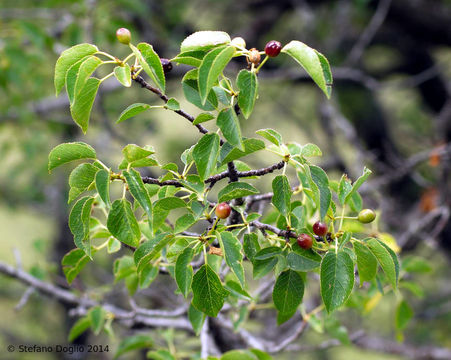 Image of Mahaleb cherry